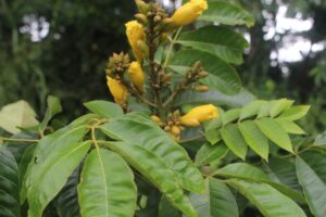 How to Propagate Markhamia lutea