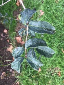 How to Propagate Lonicera gynochlamydea