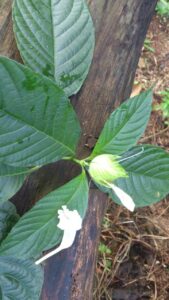 How to Propagate Ruellia tubiflora