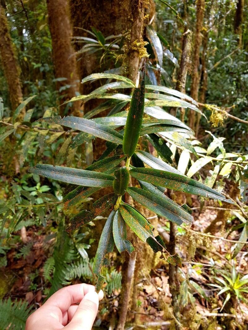 How to Propagate Podocarpus oleifolius - Propagate One