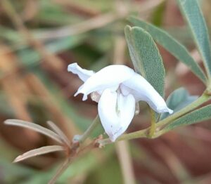 How to Propagate Collaea stenophylla