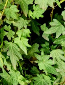How to Propagate Hedera canariensis