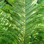 How to Propagate Blechnum gibbum