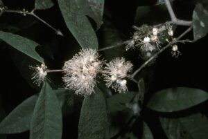 How to Propagate Eugenia chrysophyllum