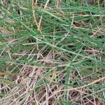 How to Propagate Festuca durissima