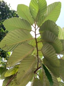How to Propagate Dipterocarpus obtusifolius