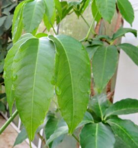 How to Propagate Tetrastigma rumicispermum