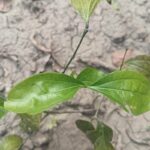 How to Propagate Strychnos nux-vomica