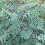 How to Propagate Senegalia erythrocalyx