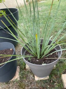 How to Propagate Hesperaloe funifera
