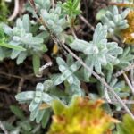 How to Propagate Teucrium aureum