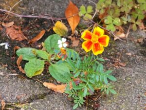 How to Propagate Tagetes tenuifolia
