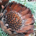 How to Propagate Protea compacta