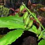 How to Propagate Calanthe daenikeri