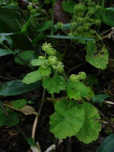 How to Propagate Micropleura renifolia