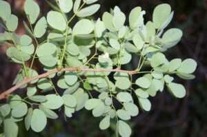 How to Propagate Havardia platyloba