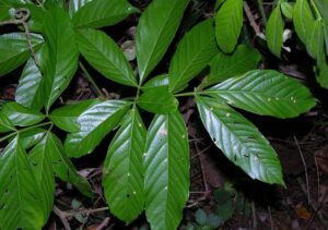 How to Propagate Paullinia ingifolia