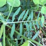 How to Propagate Vicia eriocarpa