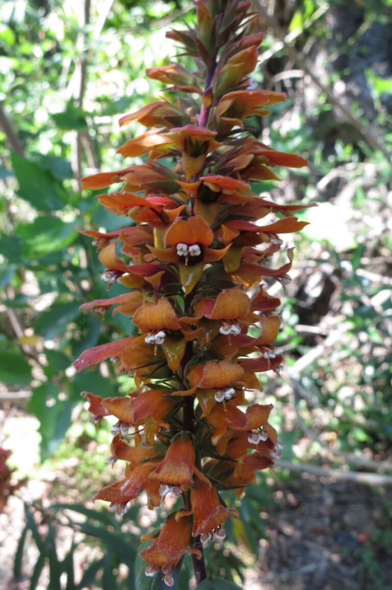 How to Propagate Digitalis sceptrum