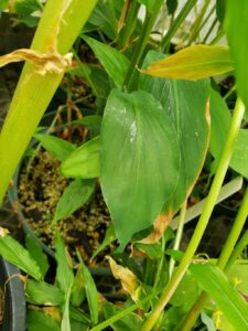 How to Propagate Globba pendula