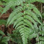 How to Propagate Arachniodes chinensis