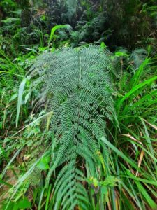 How to Propagate Cibotium cumingii