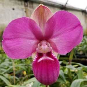 How to Propagate Phragmipedium kovachii