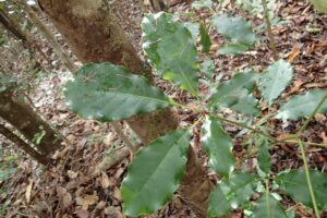 How to Propagate Geissois pruinosa