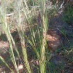 How to Propagate Aristida adoensis