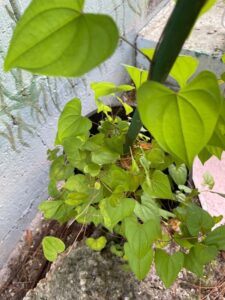 How to Propagate Dioscorea floridana