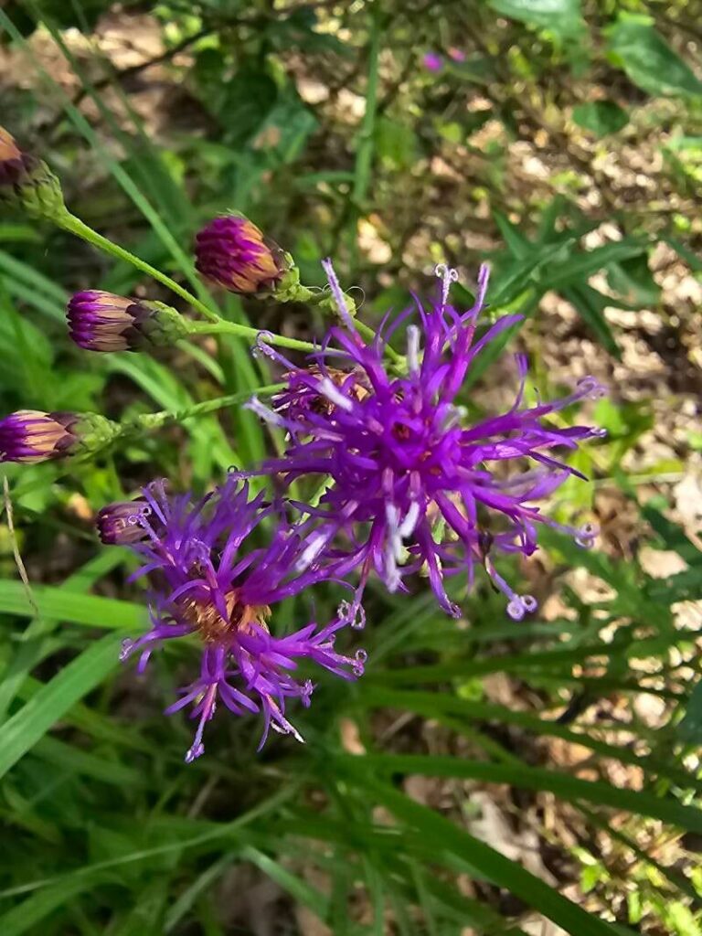 How to Propagate Vernonia texana
