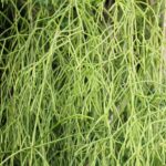 How to Propagate Rhipsalis juengeri