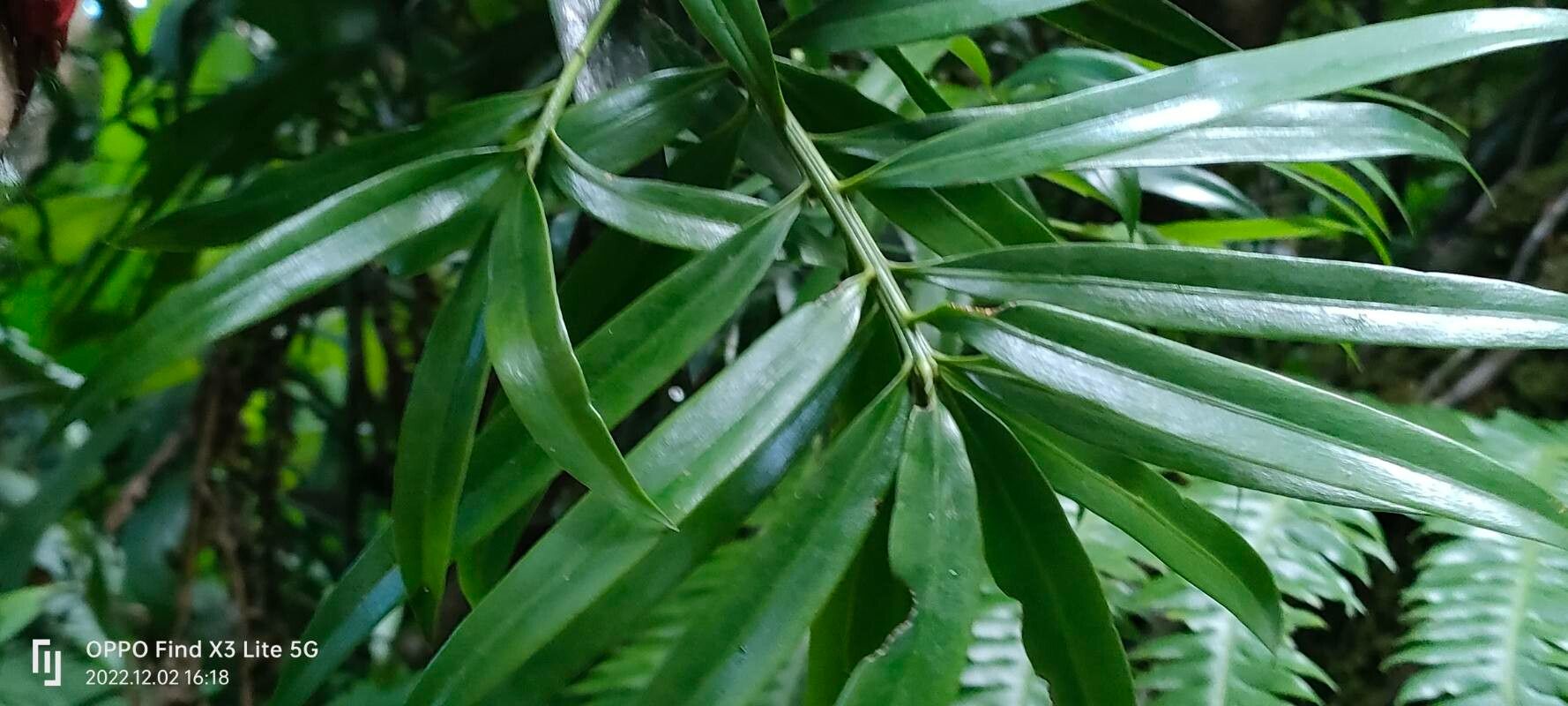 How to Propagate Podocarpus coriaceus - Propagate One
