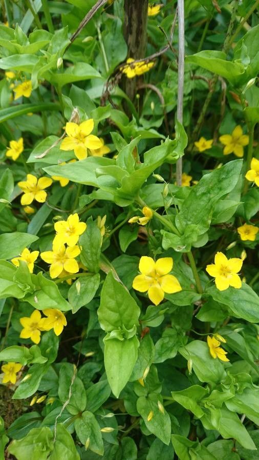 How to Propagate Lysimachia nemorum