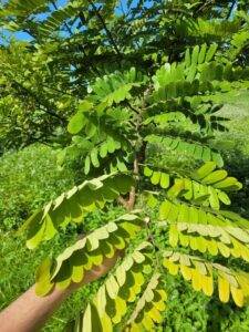 How to Propagate Cassia grandis