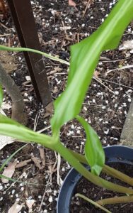 How to Propagate Zingiber mioga