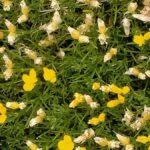 How to Propagate Echinospartum horridum
