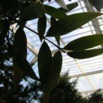 How to Propagate Agathis labillardierei