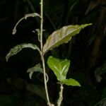 How to Propagate Trichostigma polyandrum