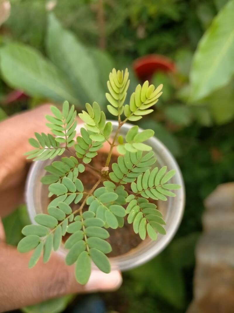 How To Propagate Albizia Coriaria Propagate One How To Propagate Albizia Coriaria Propagate One