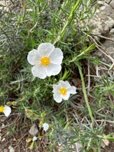 How to Propagate Cistus umbellatus