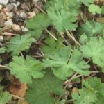 How to Propagate Geranium core-core