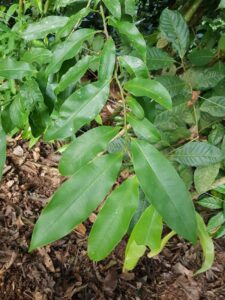 How to Propagate Guatteria lucens