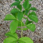 How to Propagate Thermopsis lanceolata