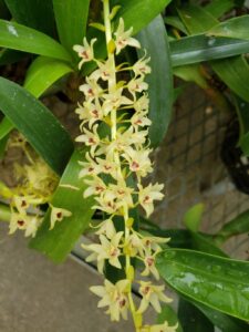 How to Propagate Pinalia formosana