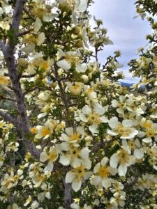 How to Propagate Purshia stansburiana