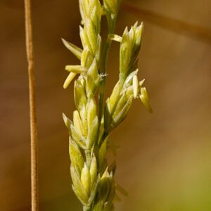 How to Propagate Milium vernale