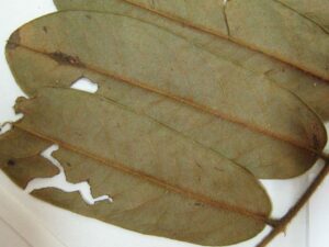 How to Propagate Hymenolobium heterocarpum