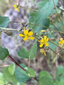 How to Propagate Triumfetta flavescens