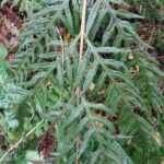 How to Propagate Woodwardia orientalis
